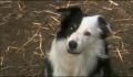 dr dolittle 3-avi_448.jpg